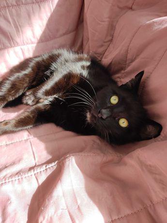 Jack- gatinho de 8 meses para adoção