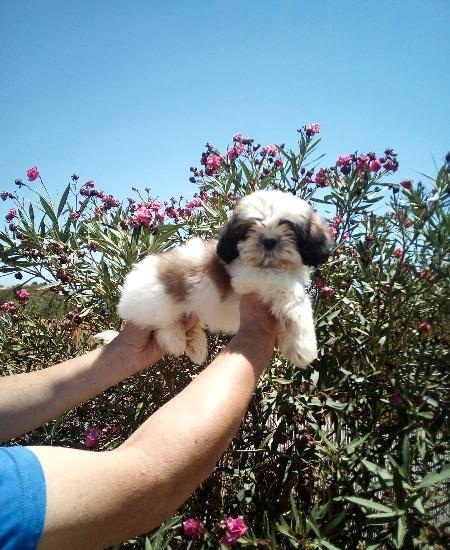 Shih tzu miniatura fêmea