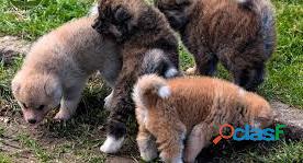 Magníficos cachorros Akita Inu puro sangue 3