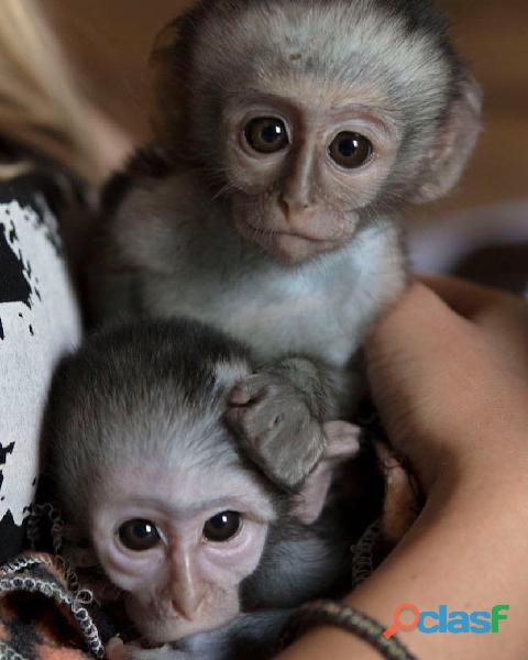 Temos esses macacos capuchinhos altamente inteligentes à venda 5